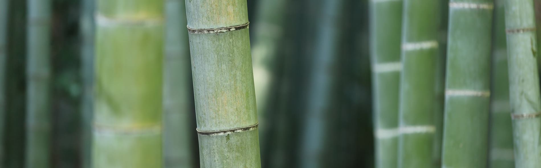 bamboo-4.jpg